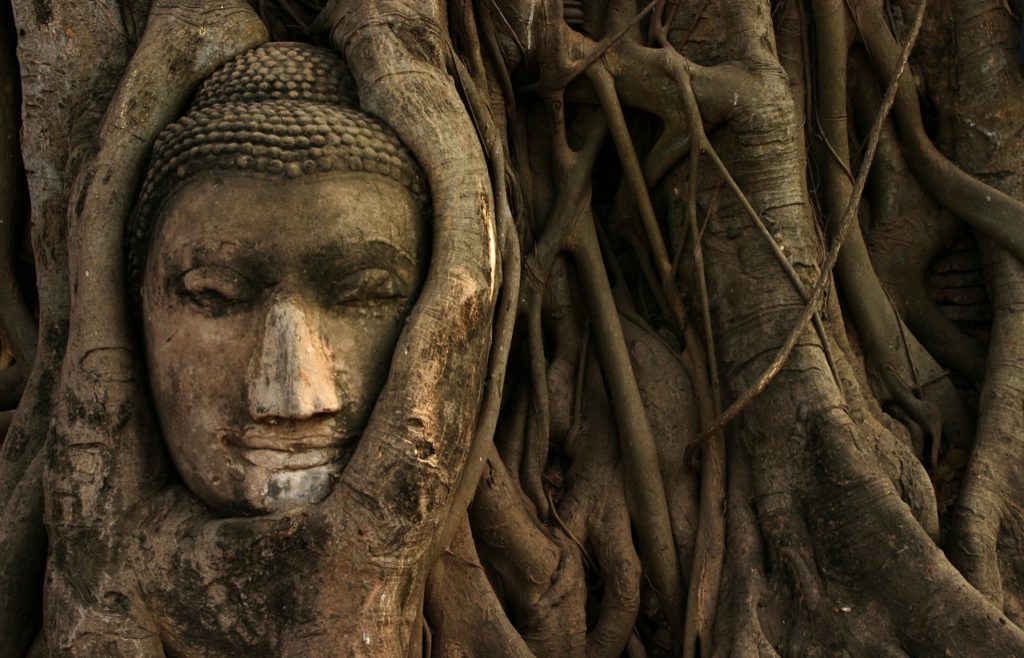 Copacul lui Buddha