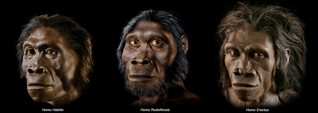 Evoluția umană - Wikipedia