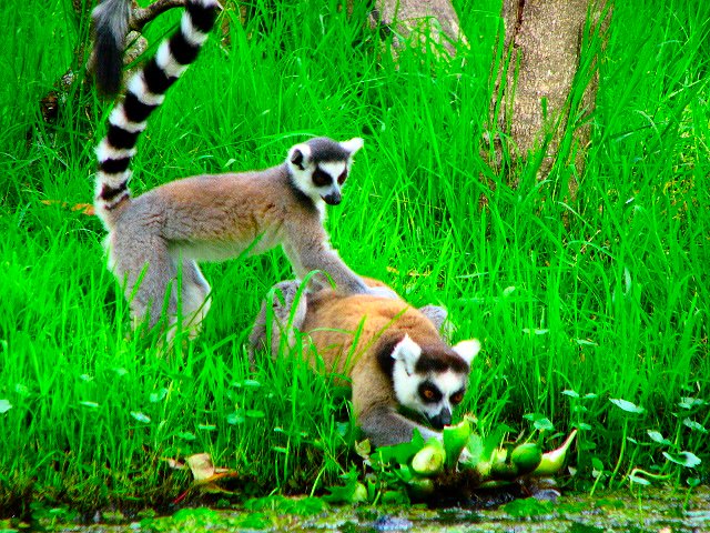 Madagascar – al optulea continent