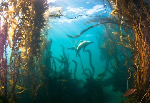 Underwater forest in Mexico