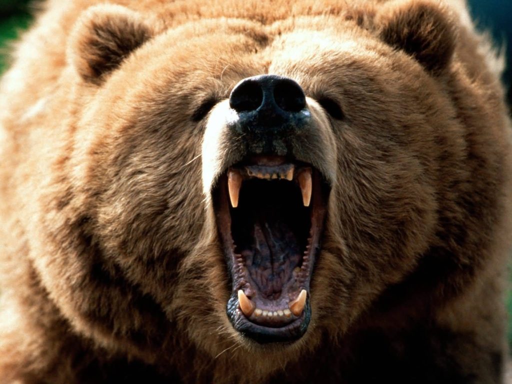 Ursul - animal simbol