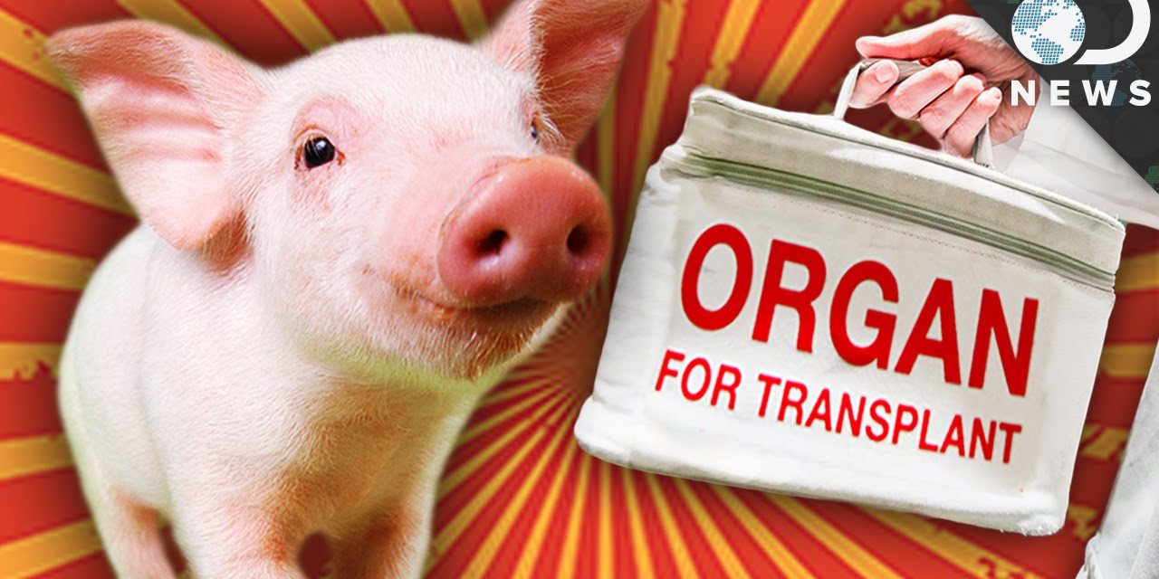 Transferul si transplantul de organe de la animale la oameni: mit sau adevar?